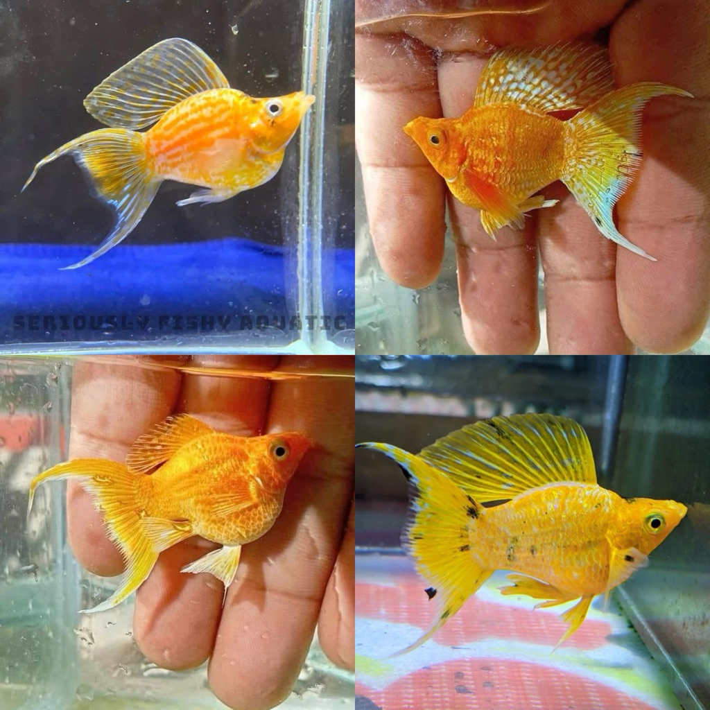 [Chan Aquatic] Ikan Hias Molly Super Golden Veiltail Size M-L