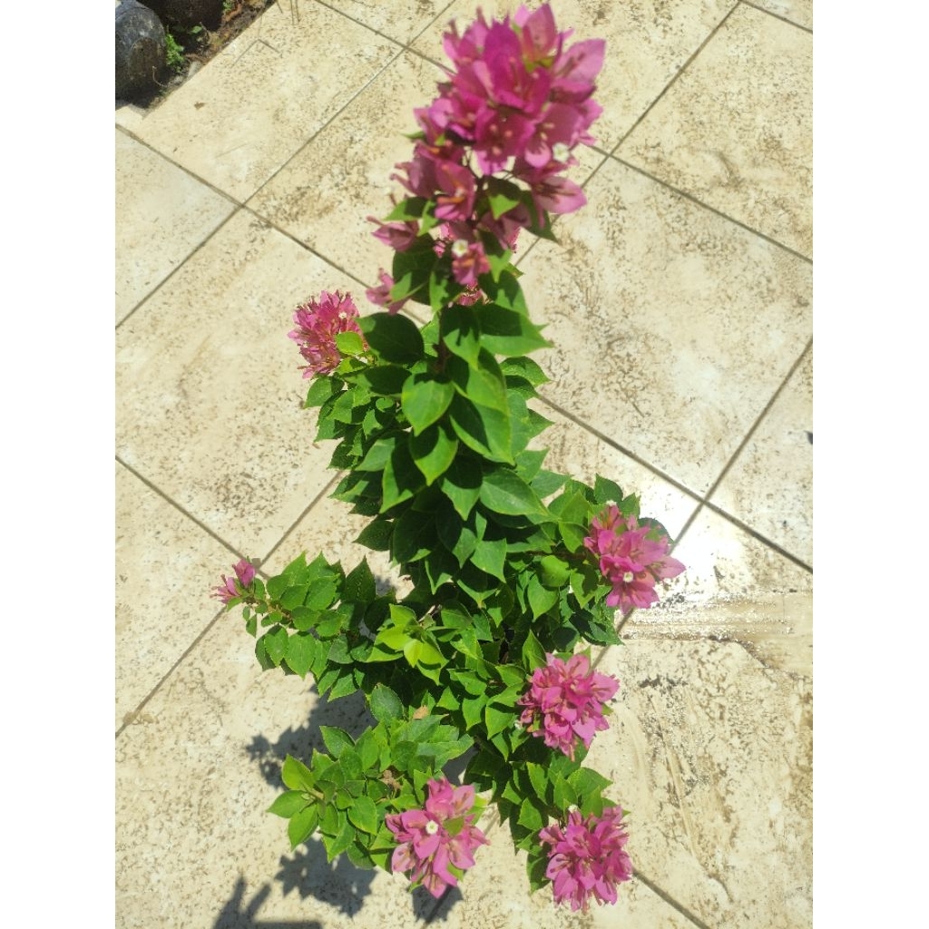 Bibit Bougenville Singapore Soft Pink