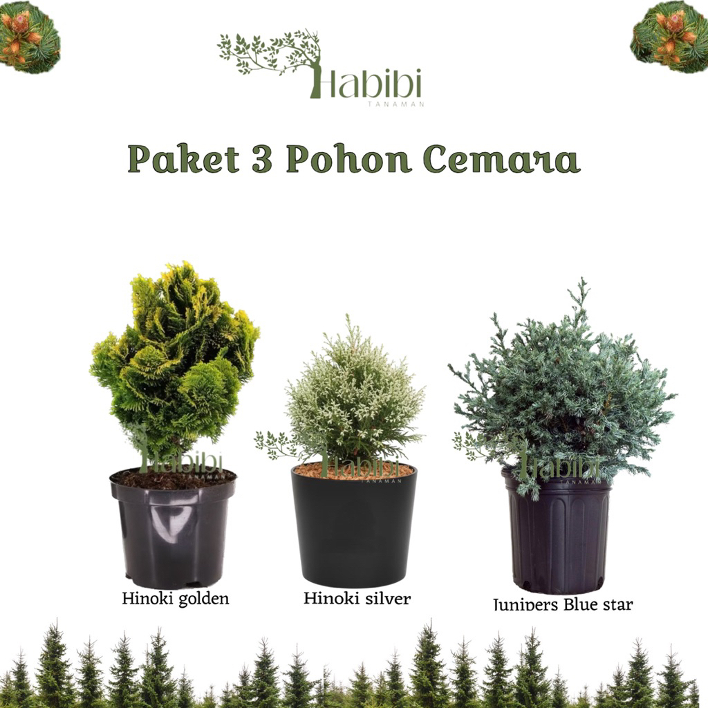 Paket hemat 3 Tanaman hias cemara - cemara hinoki kuning - cemara hinoki putih - cemara blue star / 
