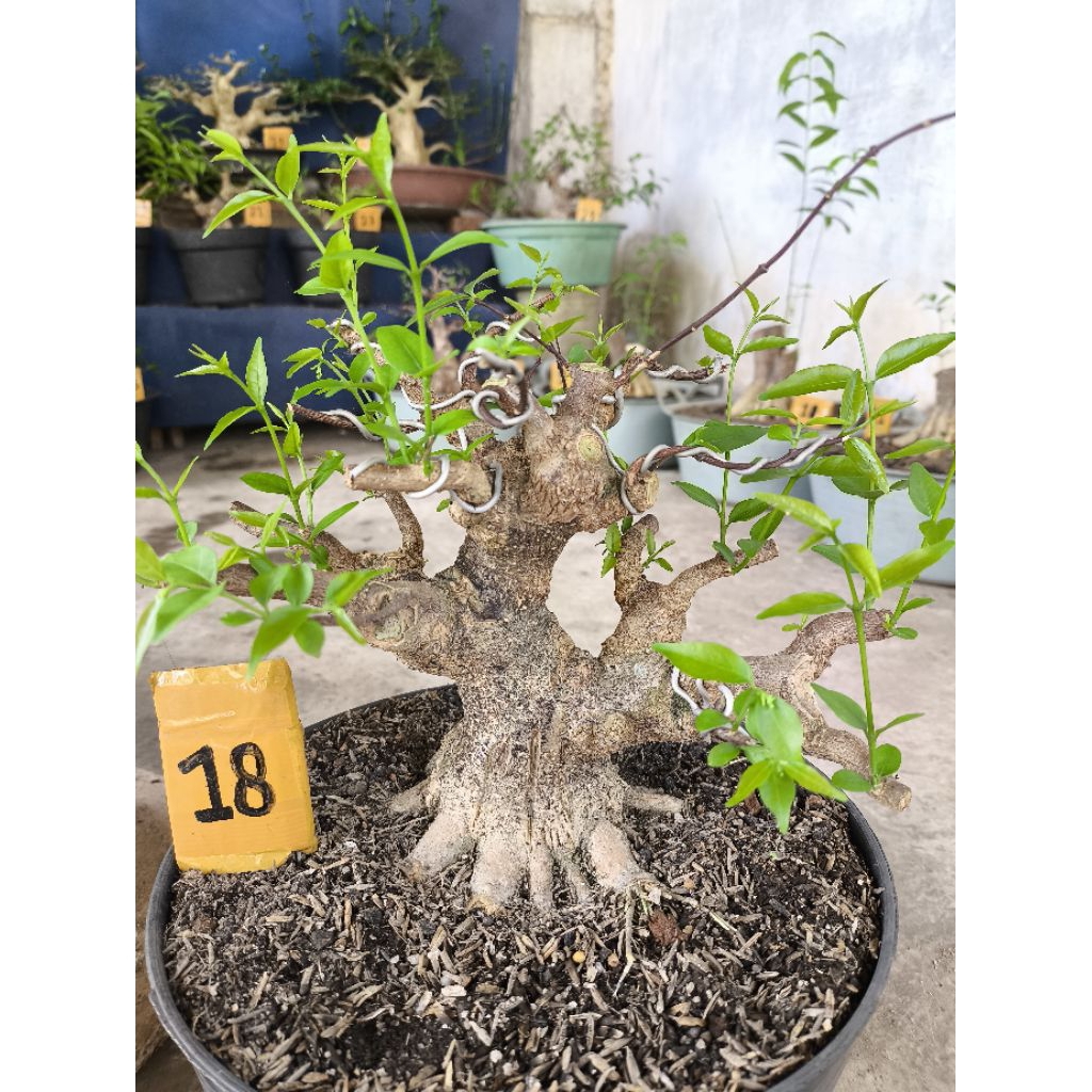 bonsai anting putri tahapan small
