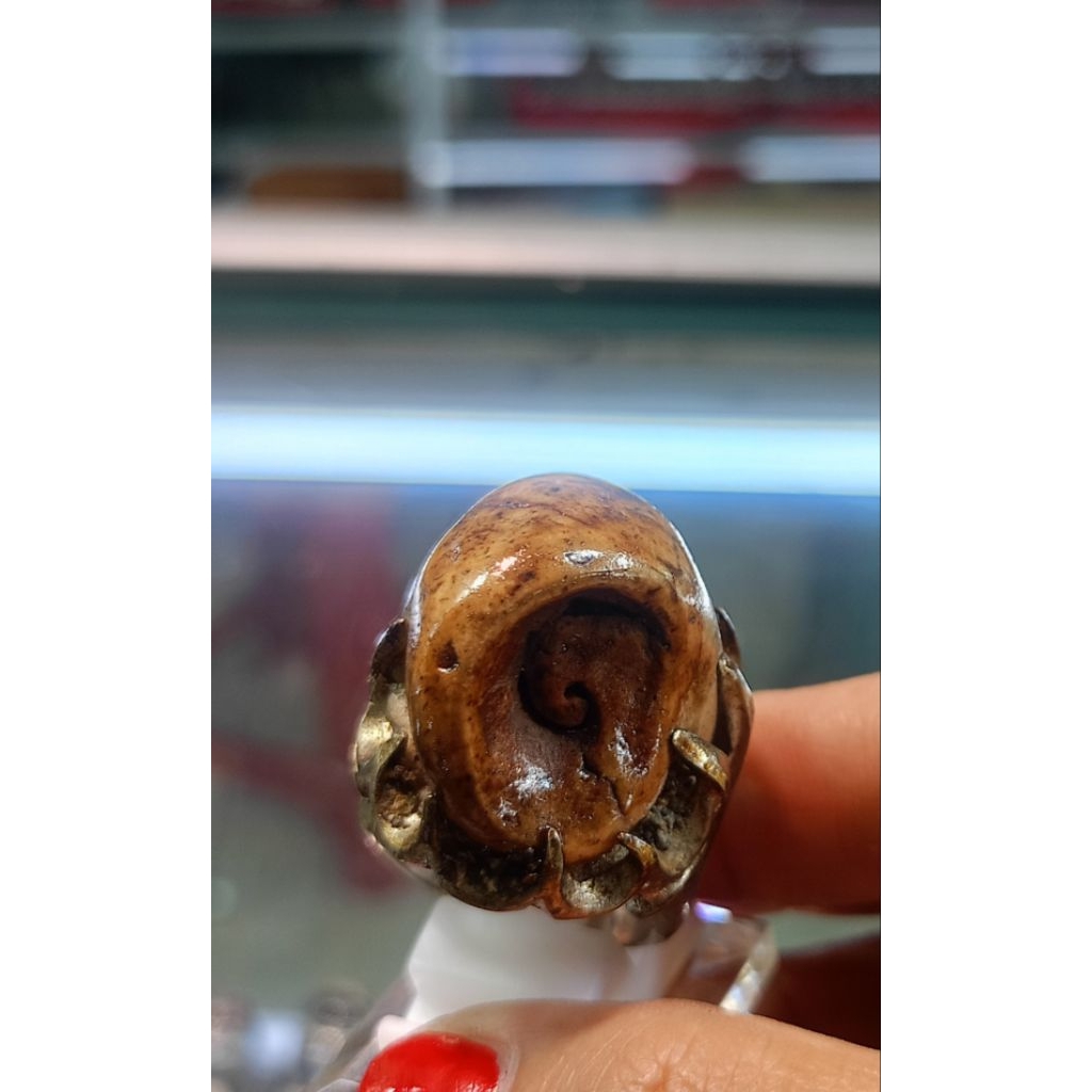 Cincin Fosil Keong/Kol buntet(Natural)