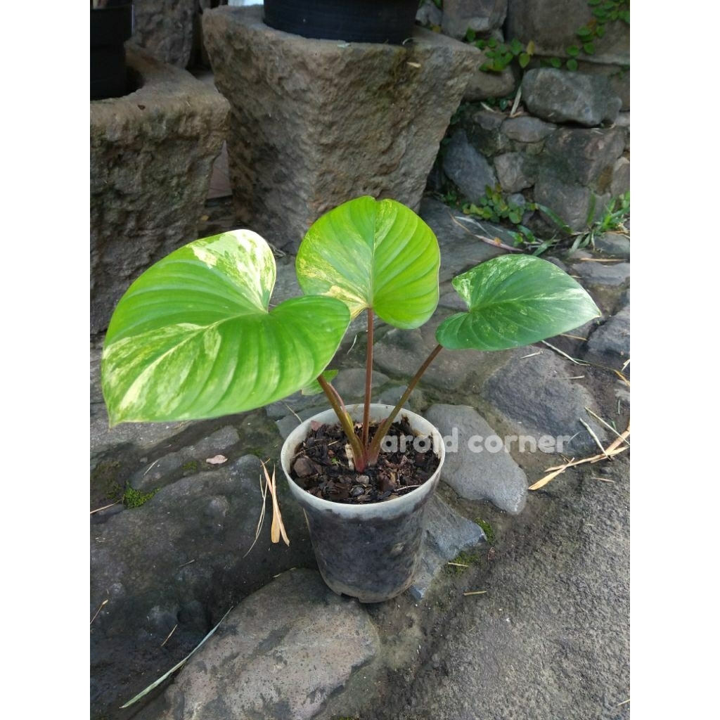 Homalomena Rubescens Variegata Homa Varigata Real Picture