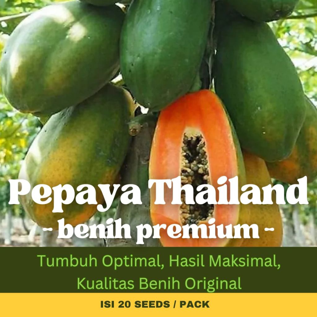 Griya Benih - 20 Biji Benih Berkualitas Pepaya Manis Pepaya Thailand Pepaya Bangkok