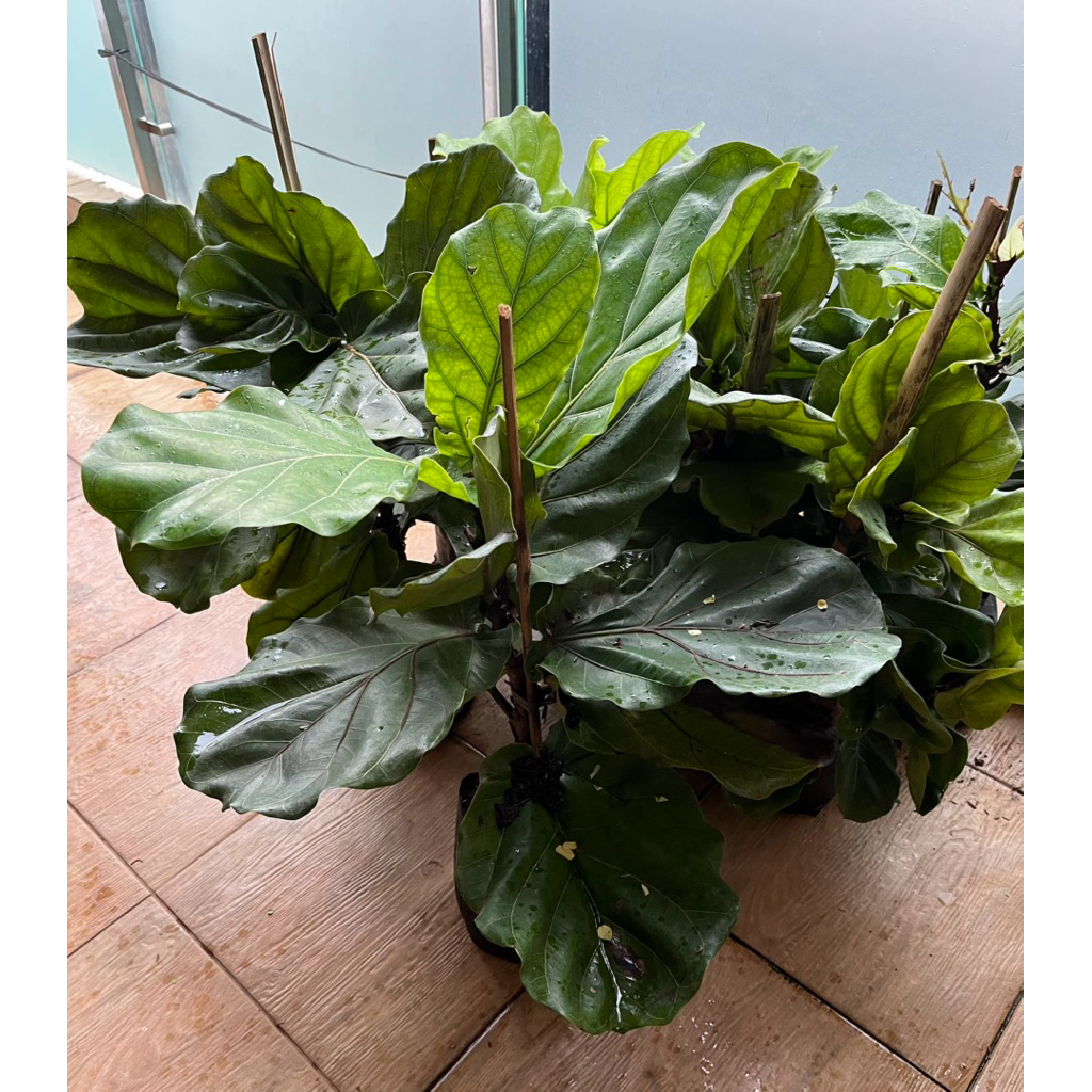 tanaman hias ketapang biola // ketapang biola tinggi 50 cm