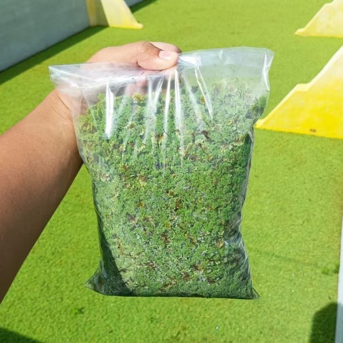 Azolla Segar 500 gram | Bibit Azolla | Pakan Ayam Bebek Puyuh Ikan Lele Nila Gurame Kambing Sapi | P