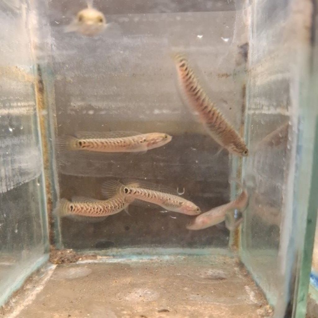 baby asiatica red kalimaya