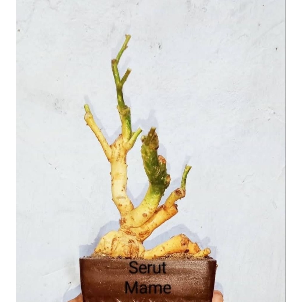 bahan bonsai serut mame prospek
