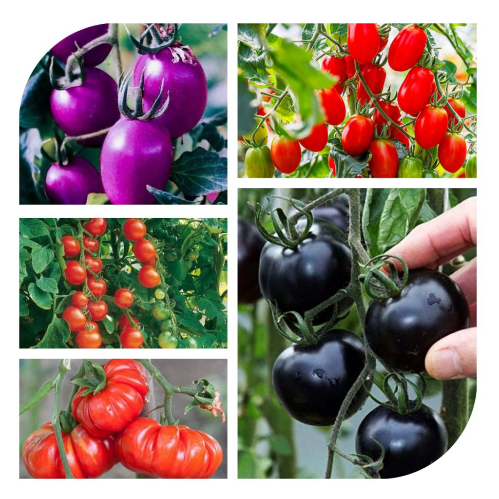 Aneka Benih Biji Tomat Rampai Tomat Hitam Tomat Cherry Tomat Ungu Tomat Oval Bibit Benih Biji Tanama