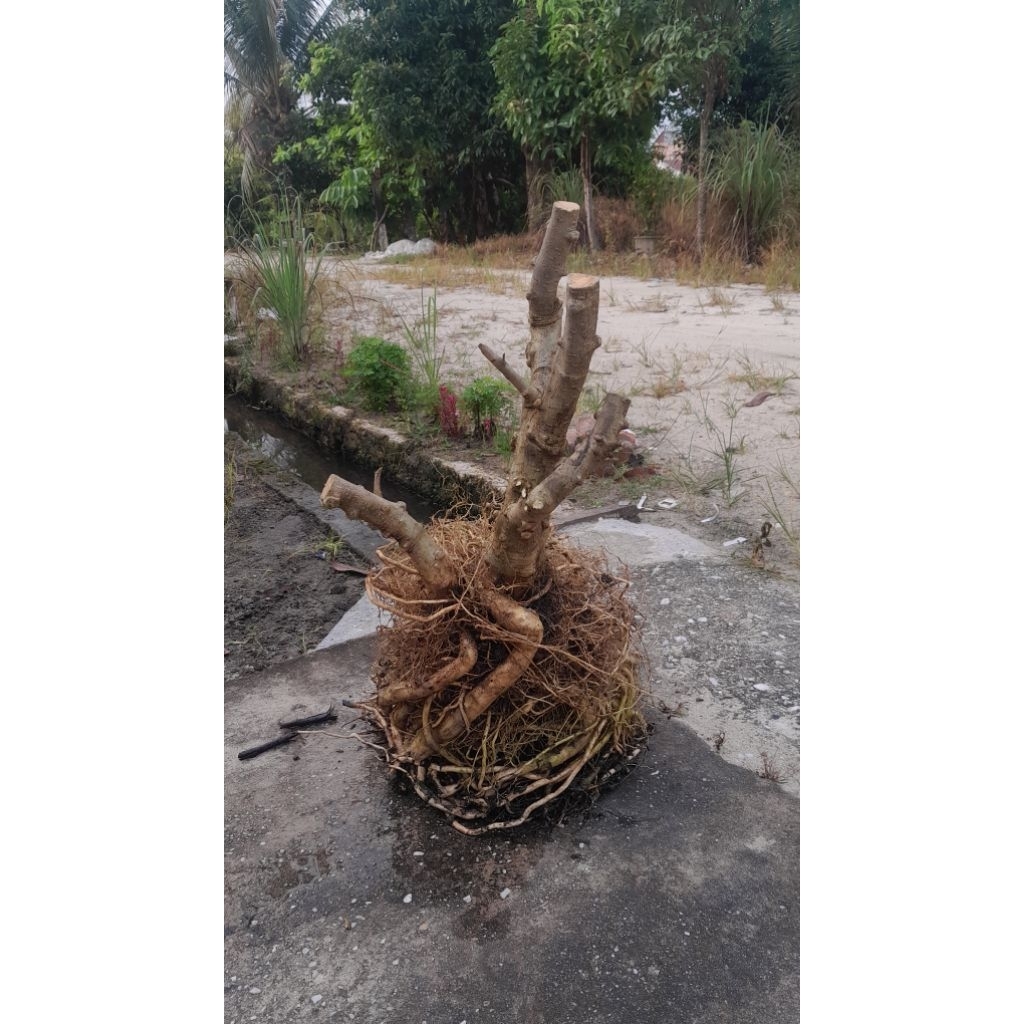 BONGGOL ANTING PUTRI BATANG PUTIH (BAHAN BONSAI)