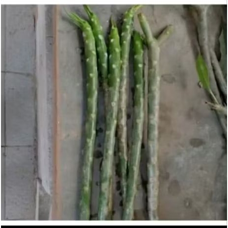 STEK POHON KAMBOJA PUTIH