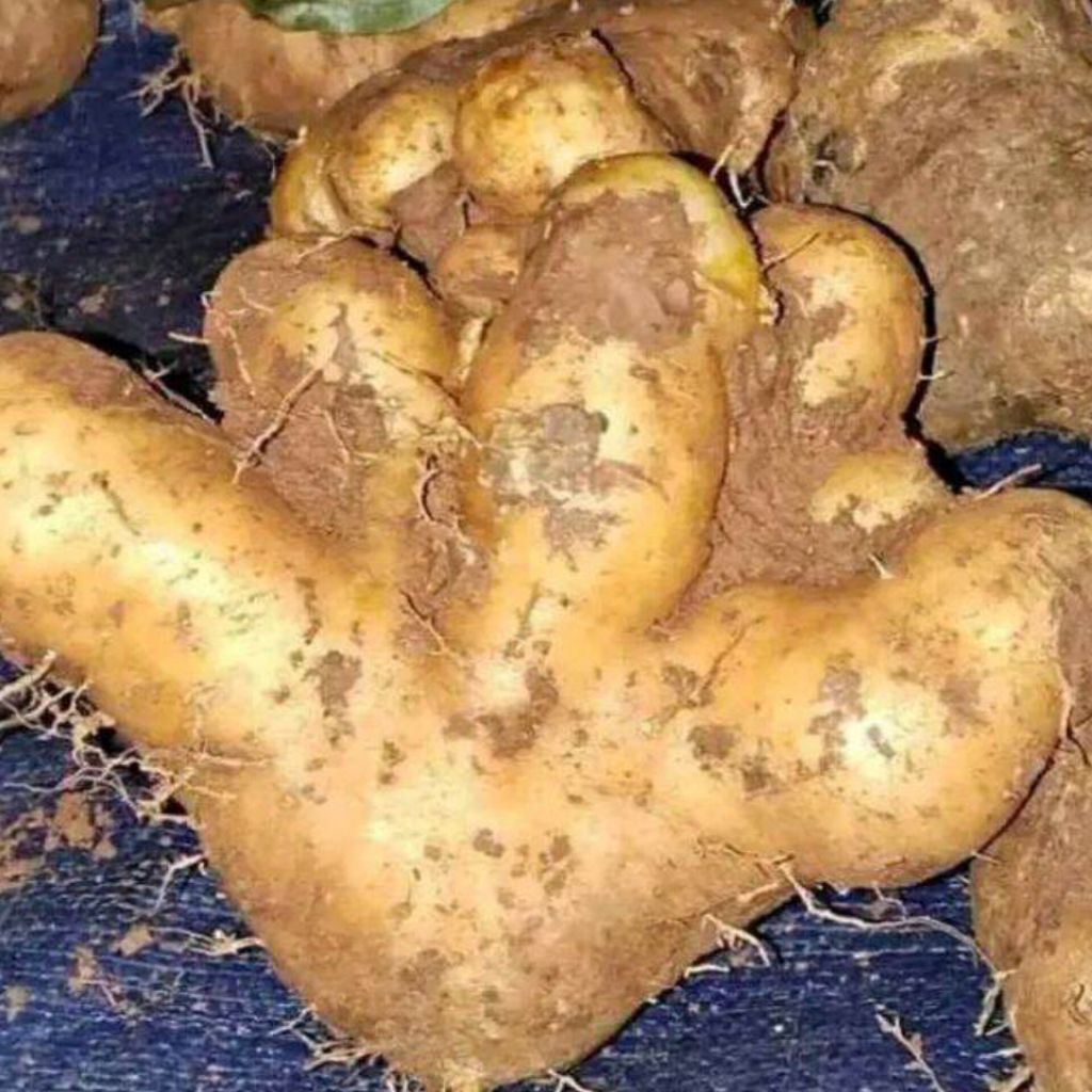 Gembili Ketan Jahe 1 KG