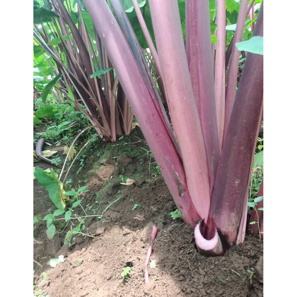 BIBIT TALAS BOGOR UNGU