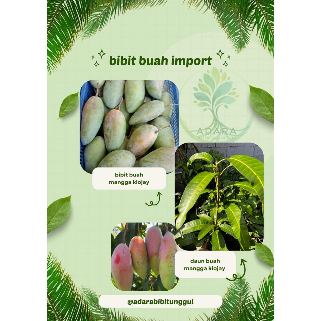 Bibit Buah Mangga Kiojay