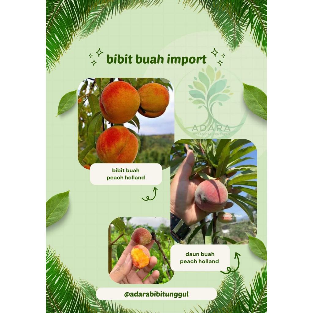 Bibit Buah Peach Holland
