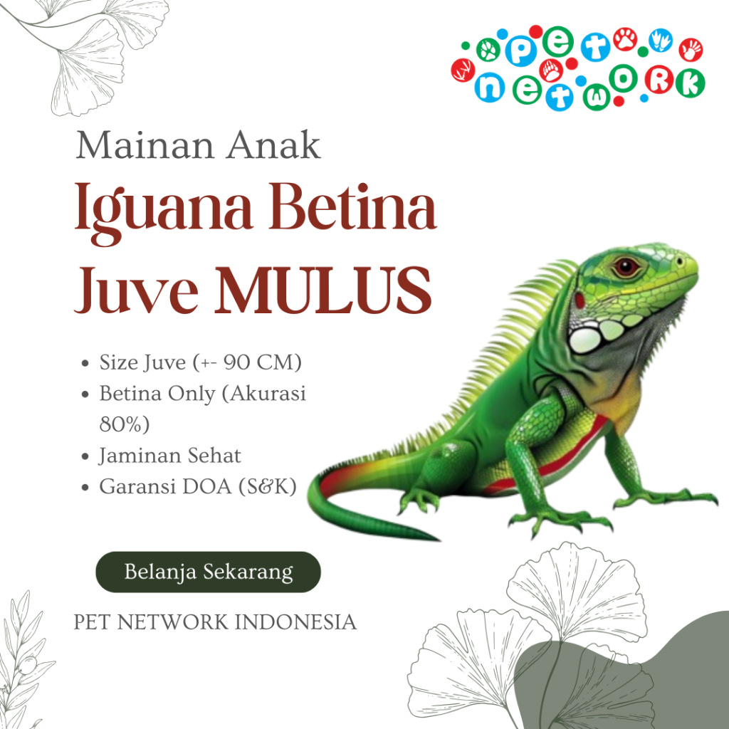 Mainan Anak Iguana Betina Size Juve MULUS Premium Quality