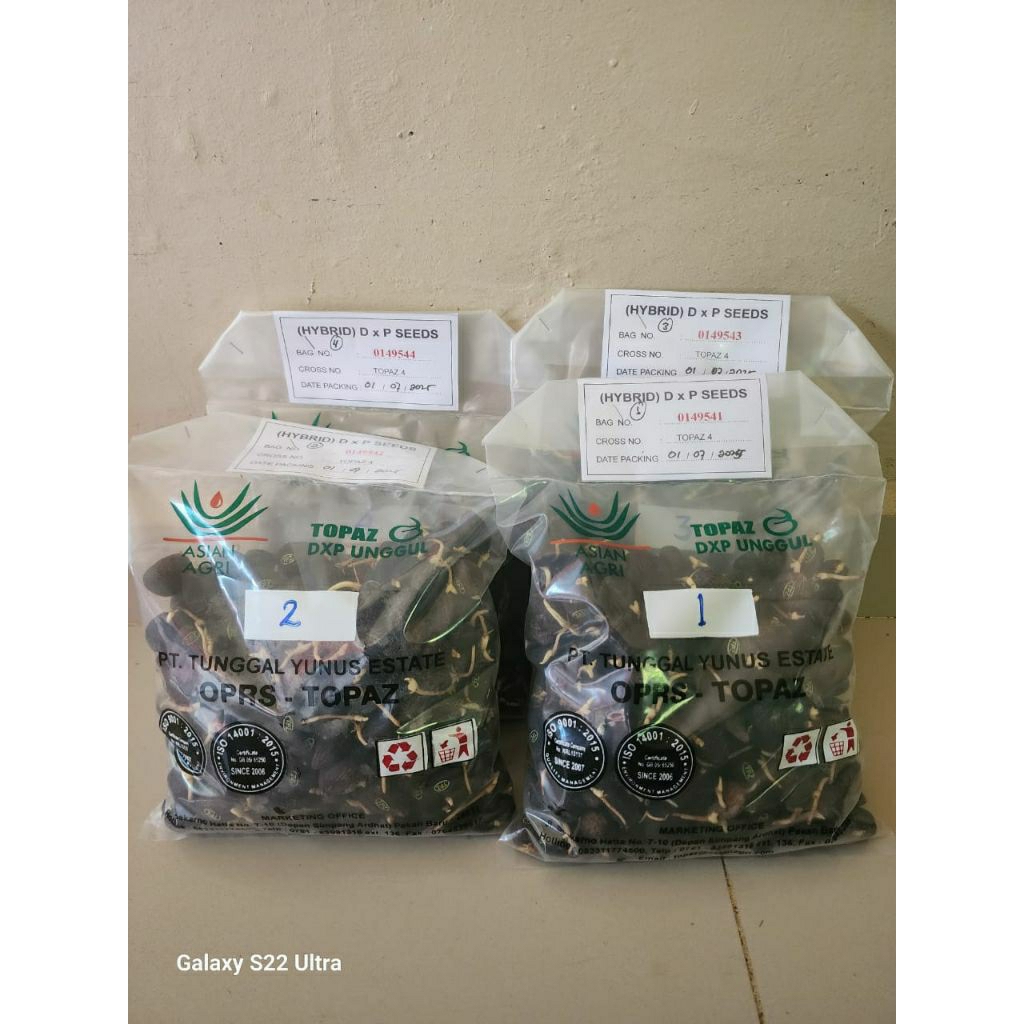 bibit sawit/kecambah Asian agri