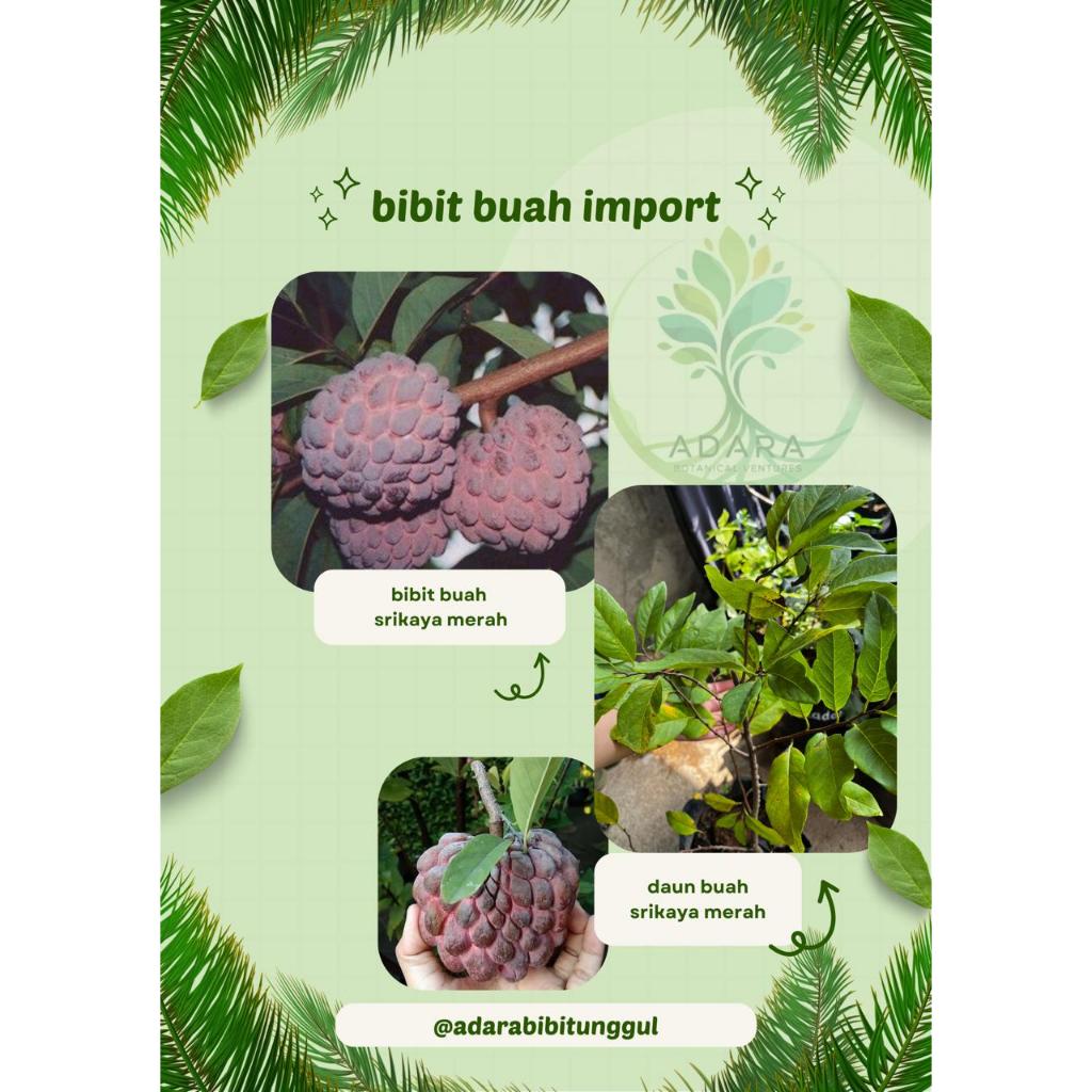 Bibit Buah Srikaya Merah