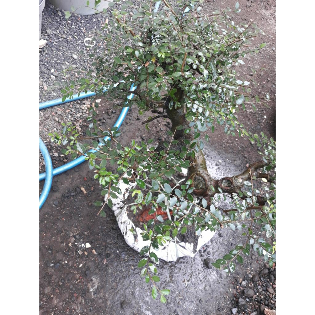 Bonsai Bahan Ulmus Micro Real Pict