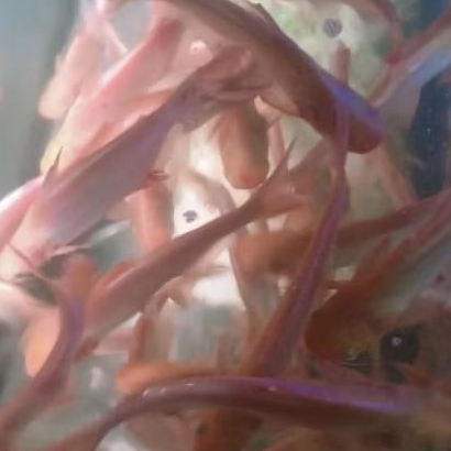 Bibit ikan Patin albino ukuran 15 cm (isi 2 ekor)