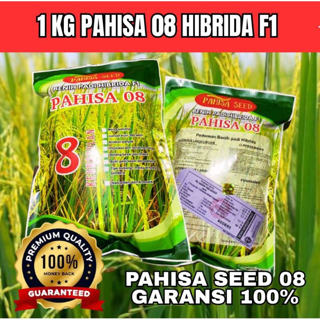 (1KG)Benih Padi Hibrida Pahisa 08 Potensi Tinggi Berkualitas Ori