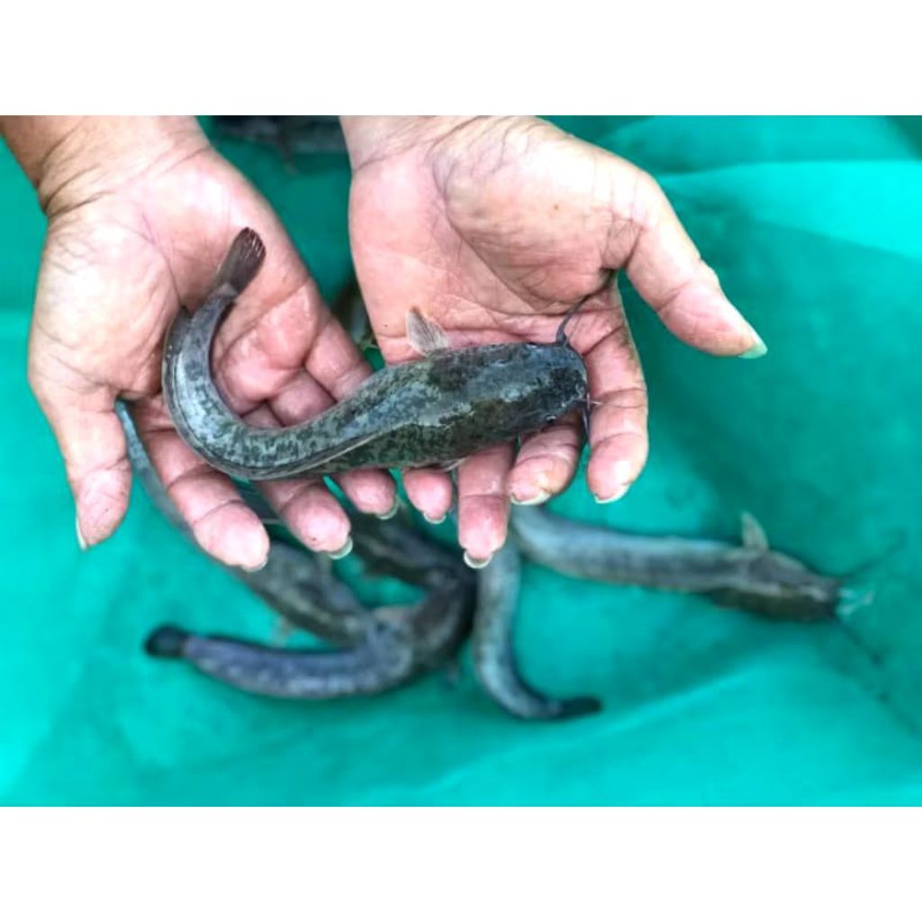 Bibit Ikan Lele Sangkuriang Ukuran 10-15 Cm - Beli 25 Gratis Pelet