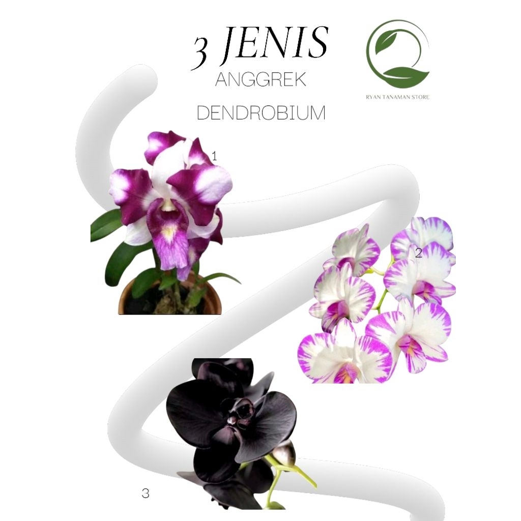 TERMURAH 3 Jenis Anggrek Dendrobium - Tanaman Anggrek - Siap Berbunga