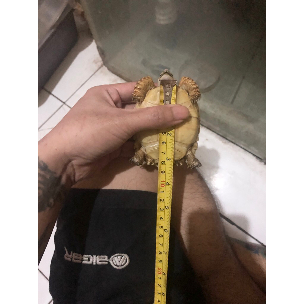 kura2 sulcata -+ 8cm