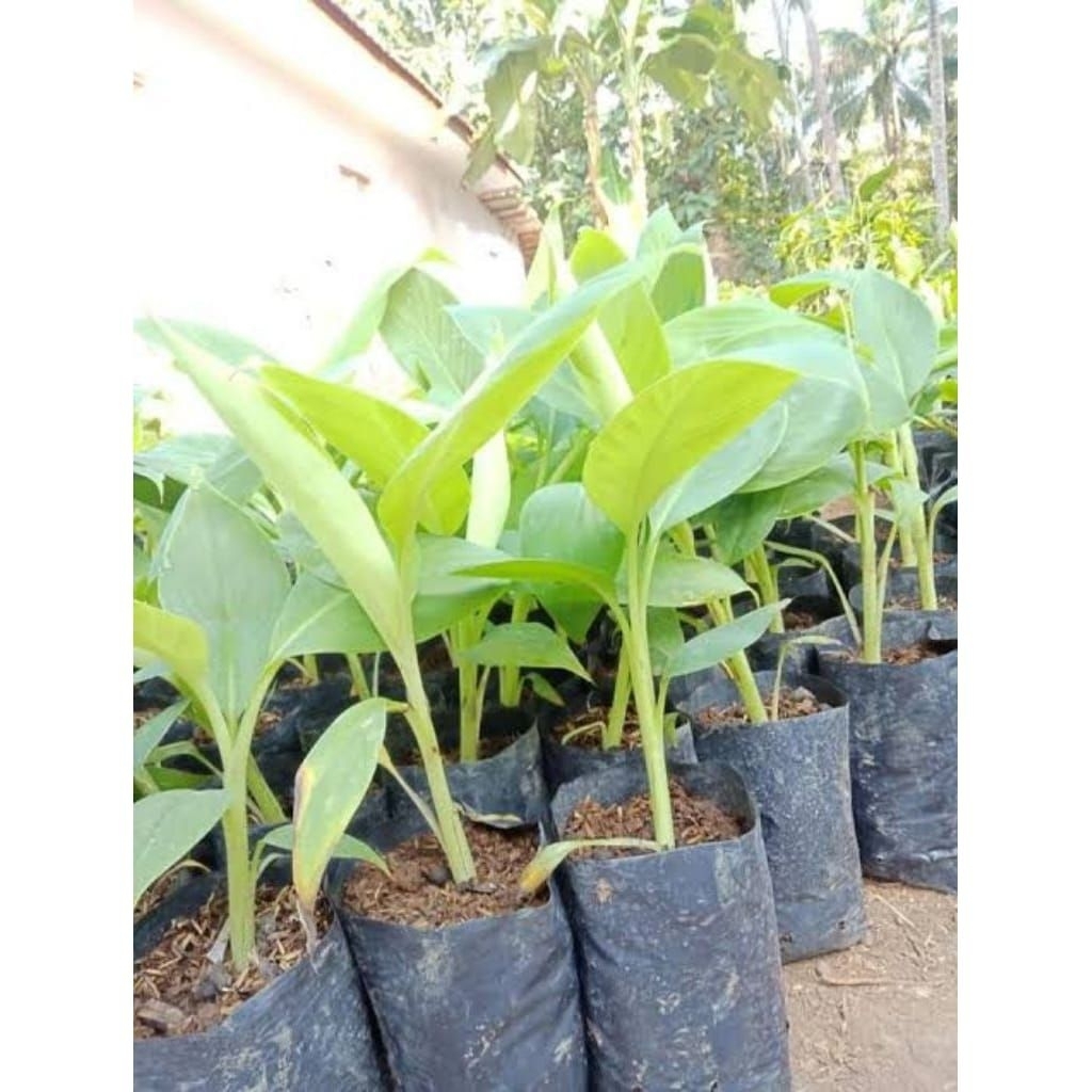 Bibit Pisang Ambon Lumut Super Manis Hasil Kultur Jaringan