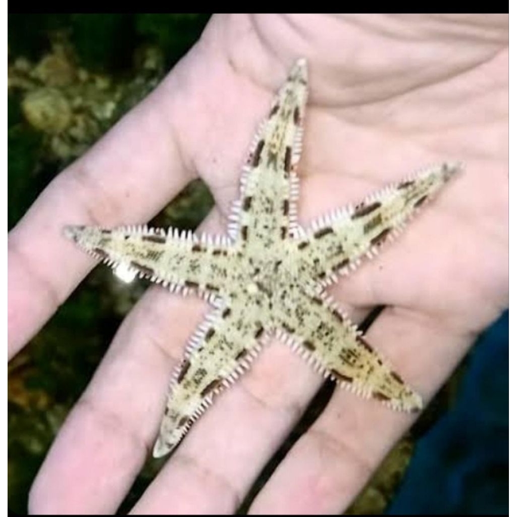 BINTANG LAUT PASIR HIASAN AKUARIUM LAUT