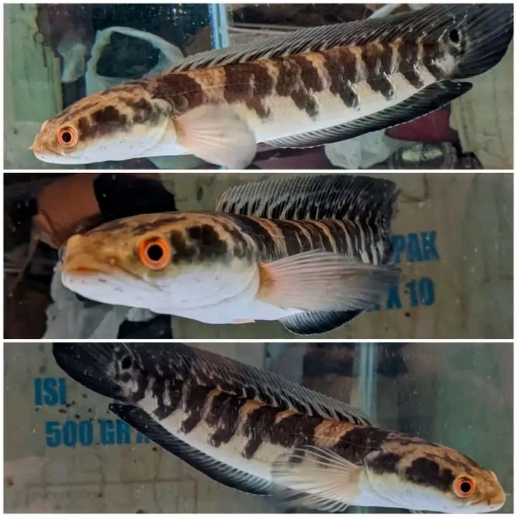 ikan channa maru ys ( yellow sentarum ) batik kualitas