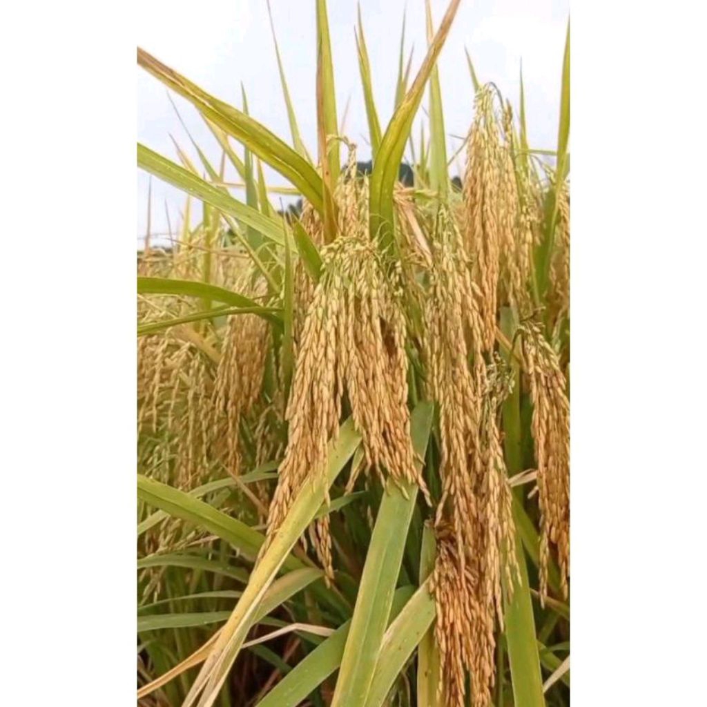 BENIH PADI UNGGUL T2 (TONGKOL 2) kemasan 5KG