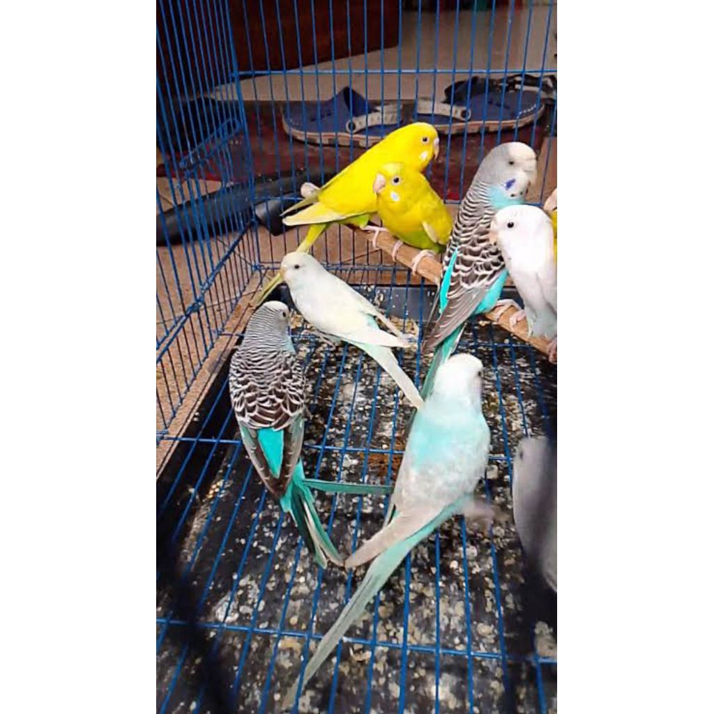 BURUNG PARKIT DEWASA INDUKAN HARGA SATUAN