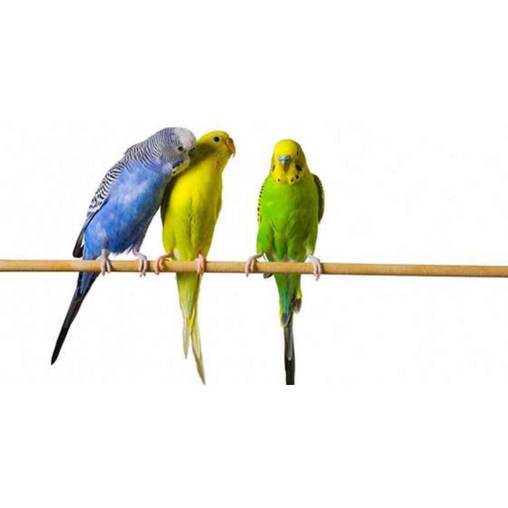 BURUNG PARKIT DEWASA INDUKAN HARGA SATU EKOR