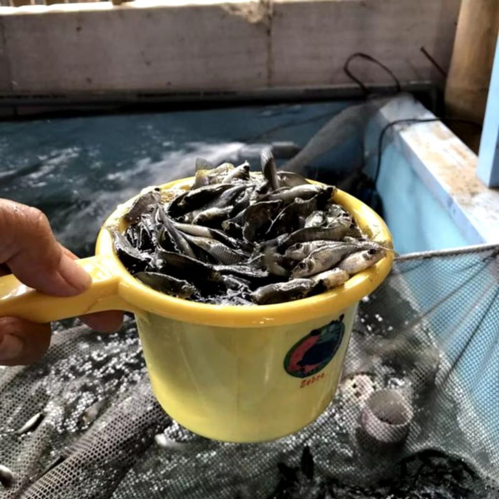 Ikan Cere Laut Hidup Pakan Ikan Predator