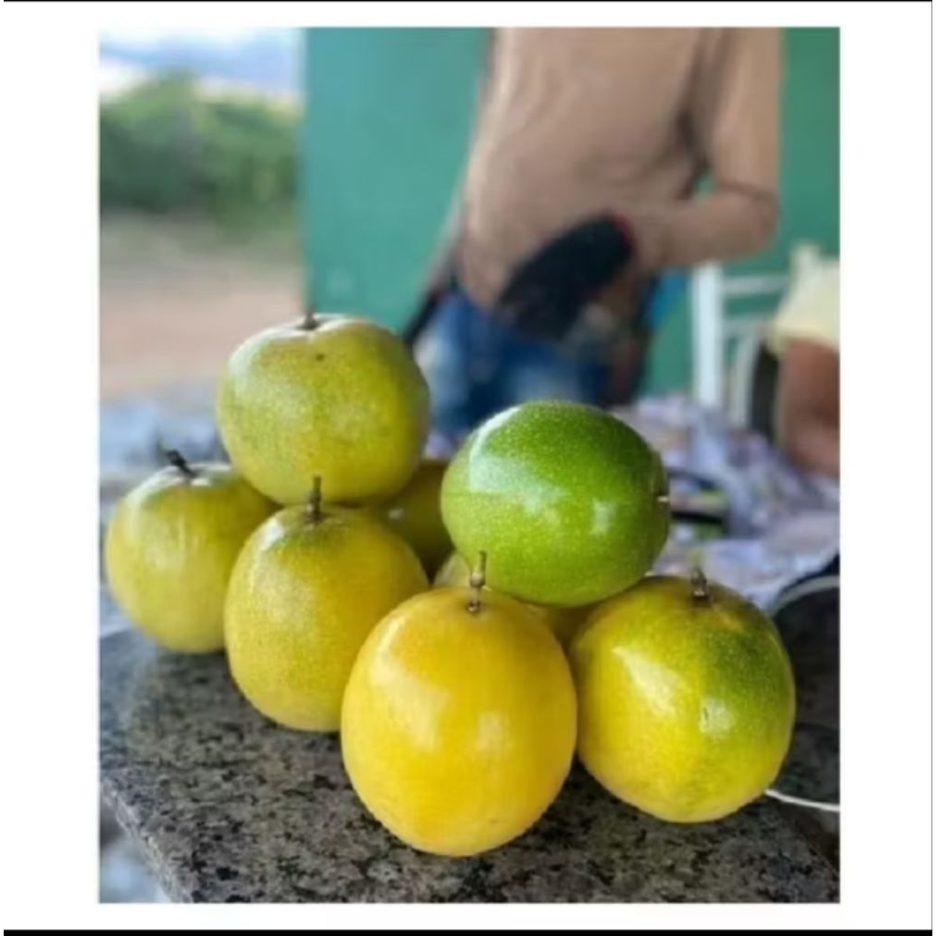 buah markisa 1kg cod