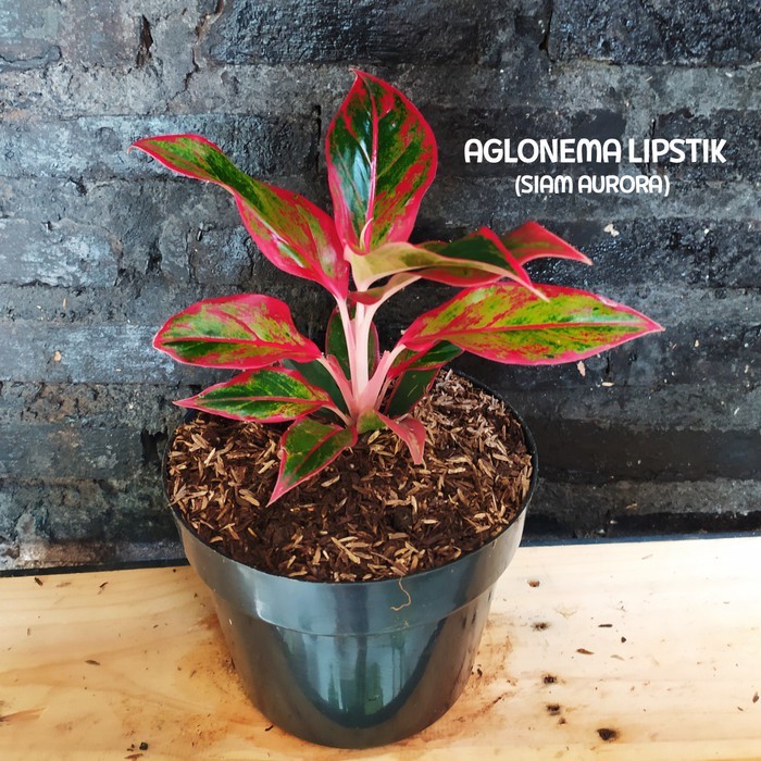 Tanaman Hias Aglaonema Red Lipstick Siam Aurora Sri Rejeki