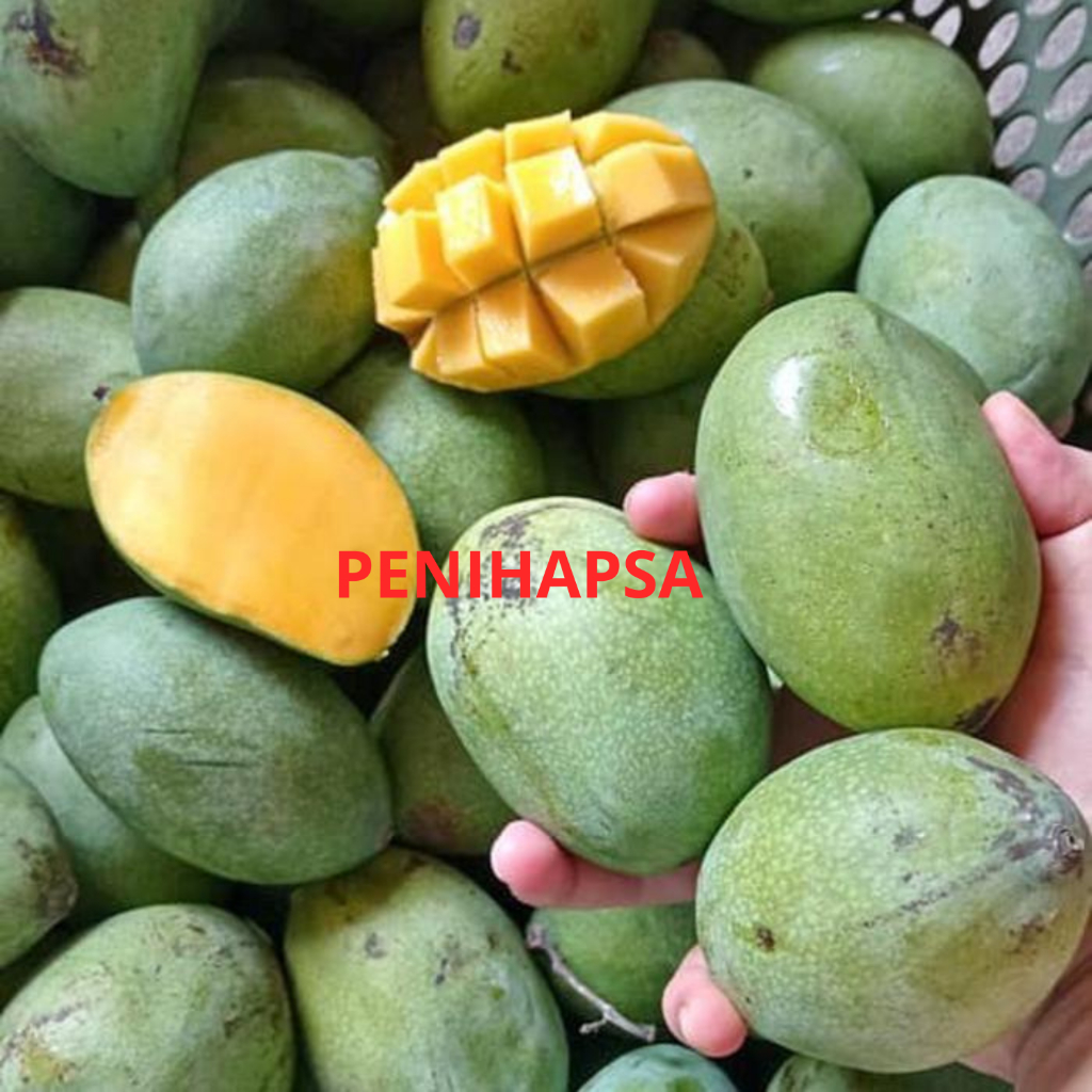 Bibit Mangga Lalijiwo Hasil Okulasi Cepat Berbuah