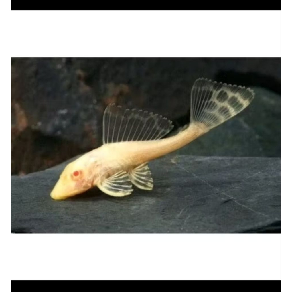 hiasan ikan sapu/ sapu albino/ sapu-sapu/ pembersih lumut/pembersih akuarium