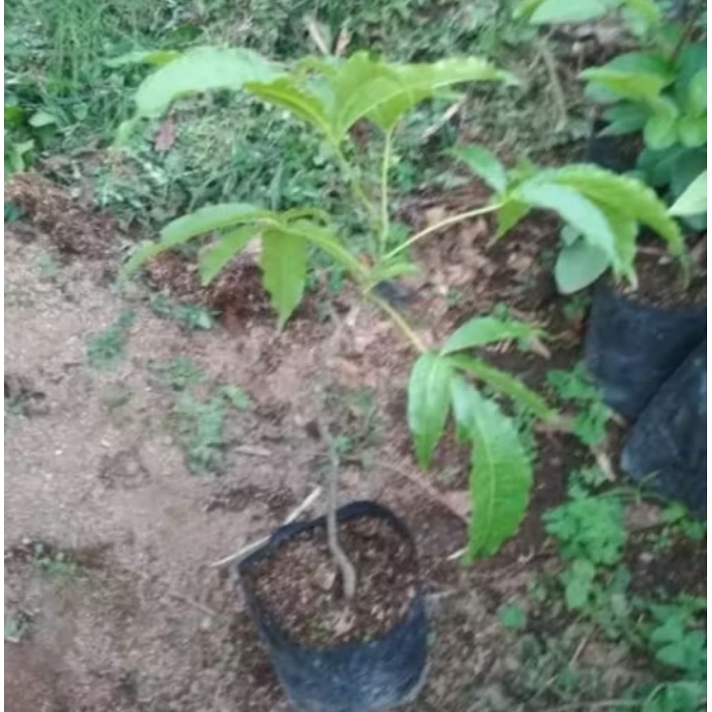 bibit pohon buah white sapote cangkokan