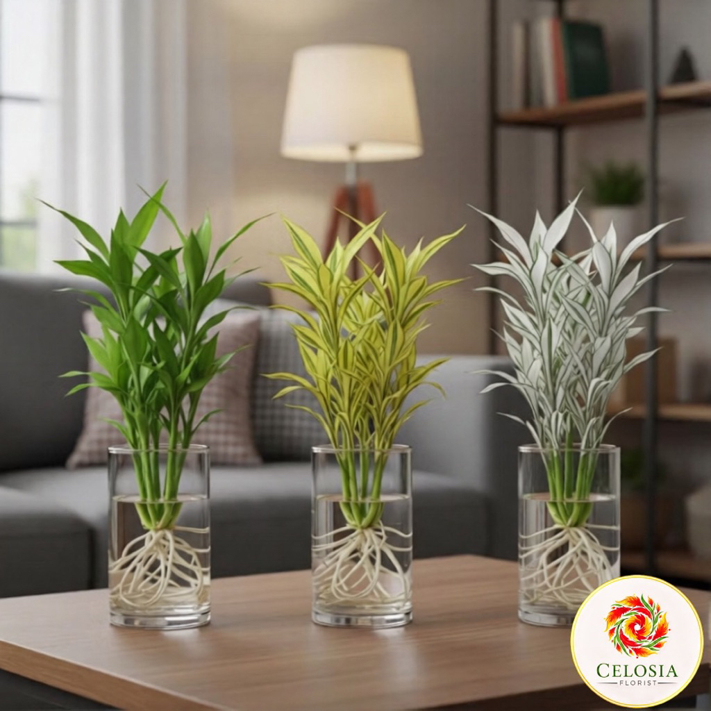 ( PAKET 3 BAMBU HOKI ) Paket 3 tanaman media air bambu hoki - bambu hoki hijau - bambu hoki varigata