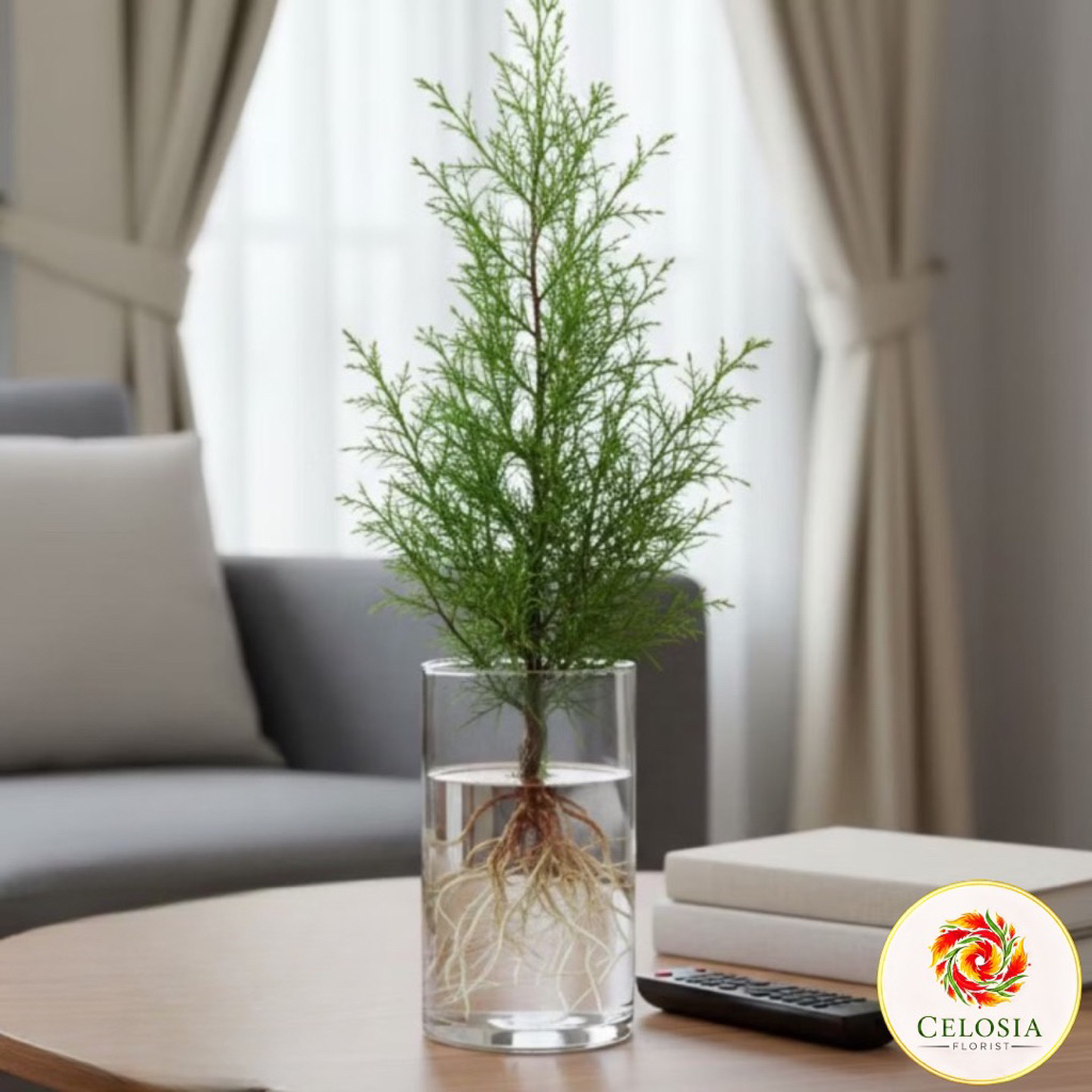 Tanaman media air cemara air - tanaman cemara air