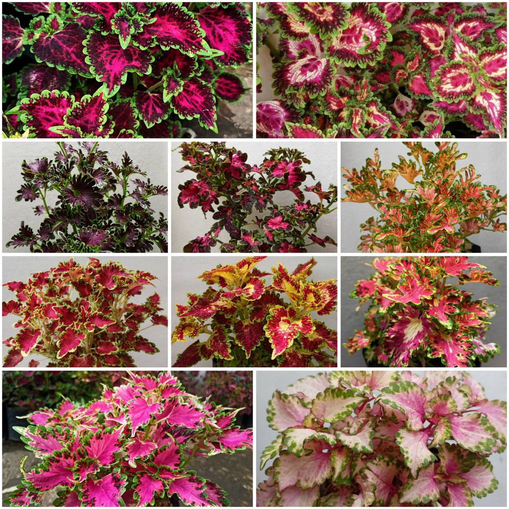 Stek Batang Tanpa Akar Miana Sultan Dan Premium Mutiara  Amor Labuh Hati Ungu Gradasi Pink DLL