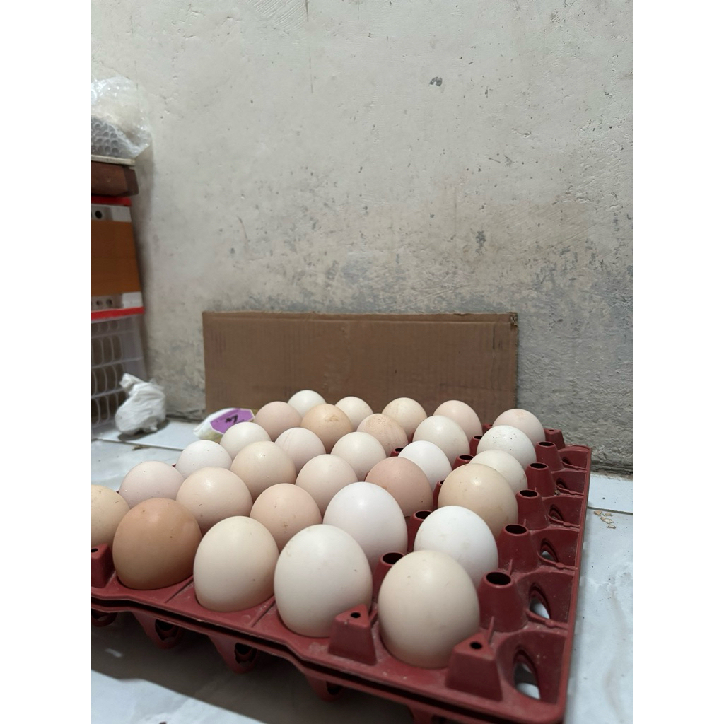 Telur Ayam Elba Fertil / Telur Tetas Elba (Petelur Kampung)