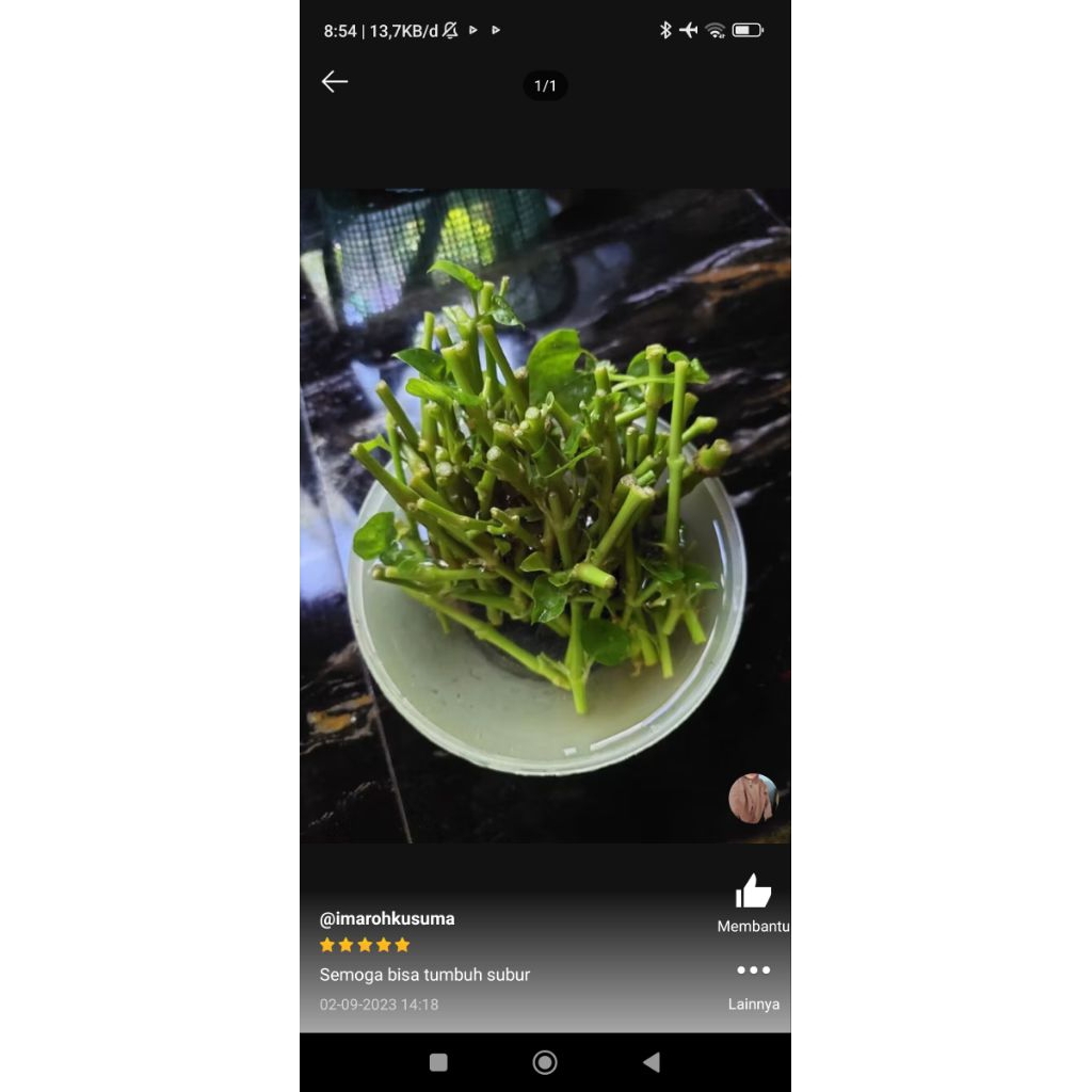 STEK bayam Brazil harga per STEK