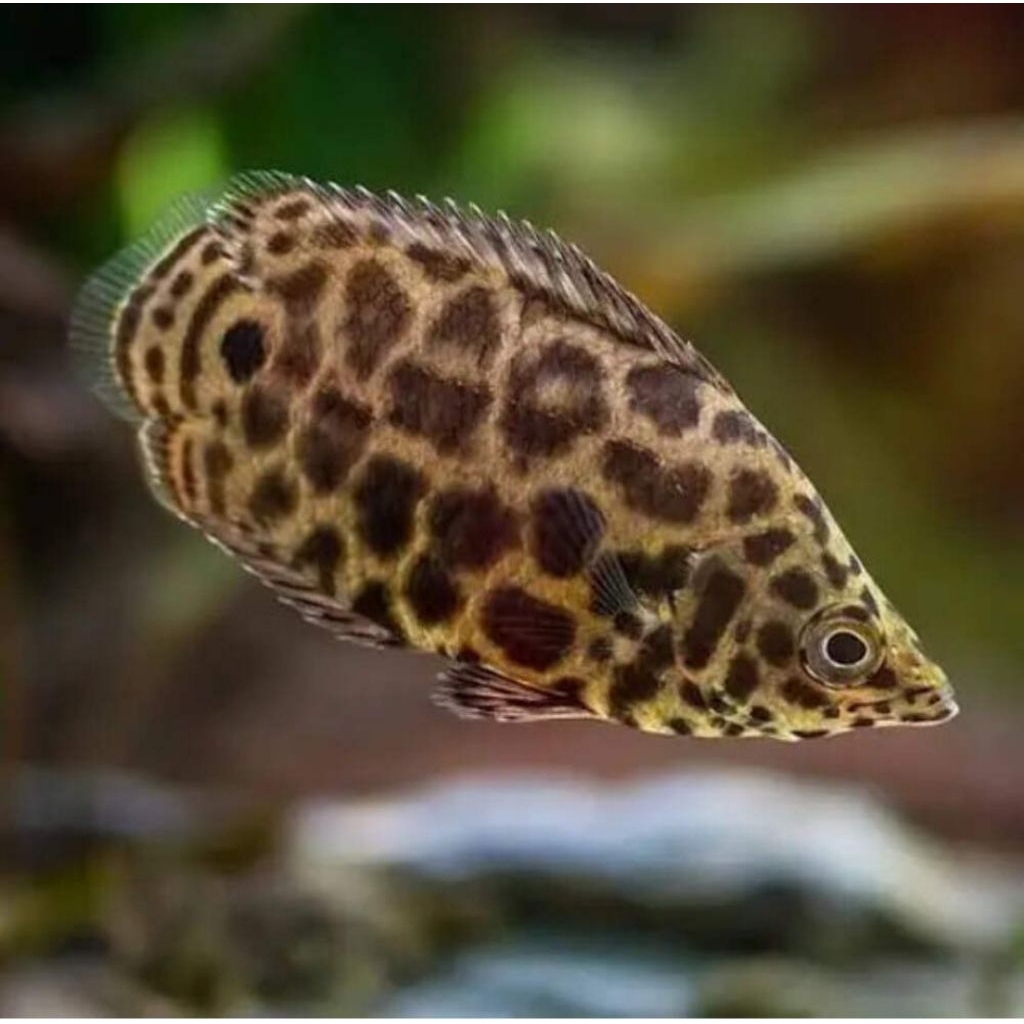 ikan Stenofoma Acutirostre / ikan daun afrika 6-8cm