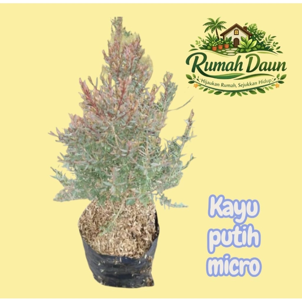tanaman hias kayu putih micro tinggi 70-80cm - pohon kayu putih mikro