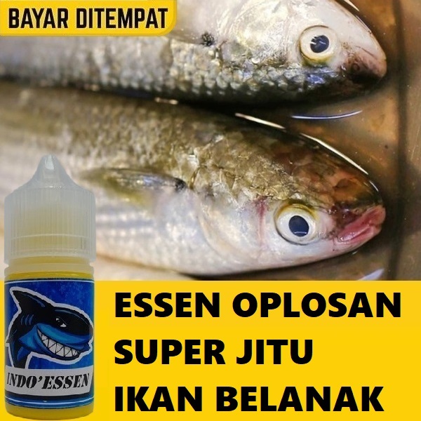 ESSEN OPLOSAN SUPER IKAN BELANAK JITU PALING AMPUH UNTUK LIARAN ESSEN GACOR CEPAT DISAMBAR