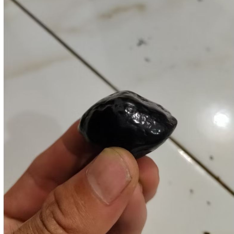 Muncang Kemiri Adu jenis JAWA SI TANGKIL