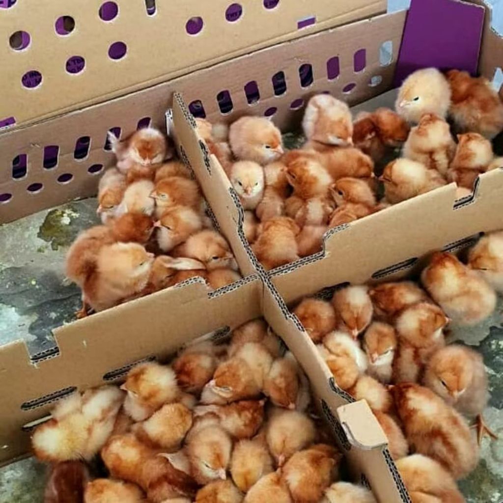 Bibit Ayam Petelur - Doc Ayam Petelur - Anak Ayam Petelur