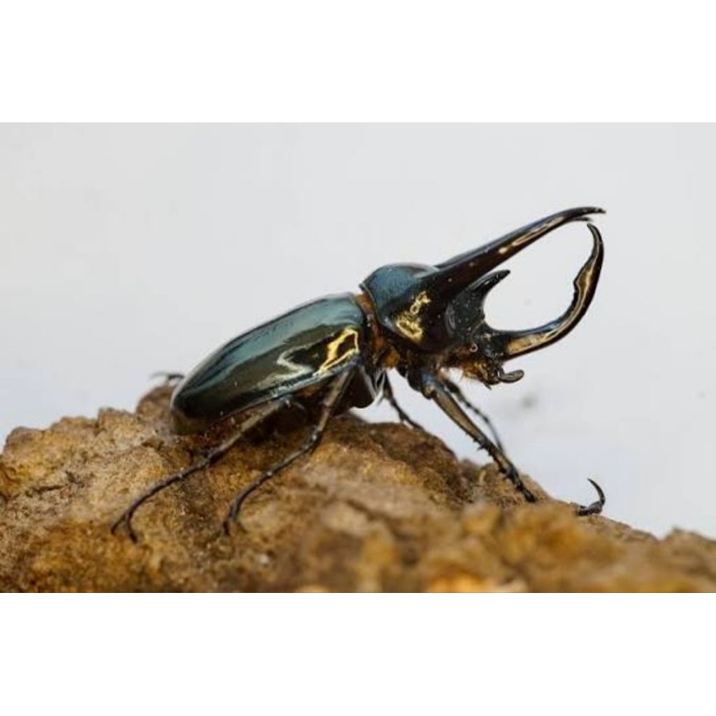 HANYA PRODUK TEST BELUM READY,KUMBANG TANDUK 3 CHALCOSOMA ATLAS ,CHAT JIKA BERMINAT/MAU RESERVASI Th